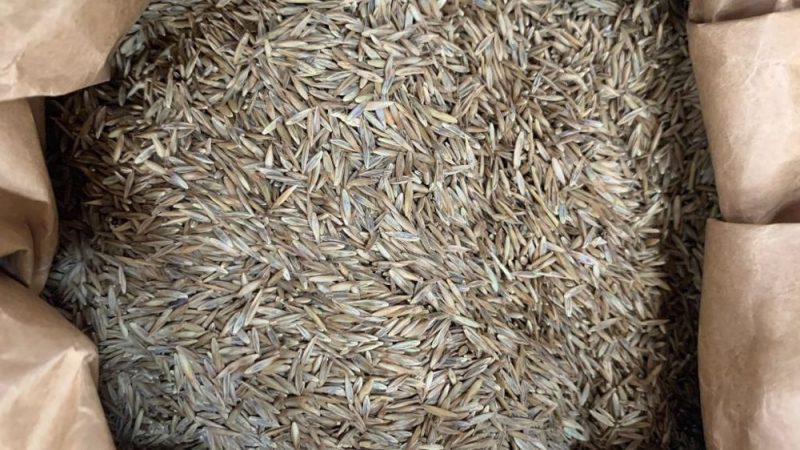 الحكومة تقرر في سابقة دعم بذور القطاني الغذائية والعلفية بنسبة تتراوح بين 20 و26 بالمائة من تكلفة الإنتاج