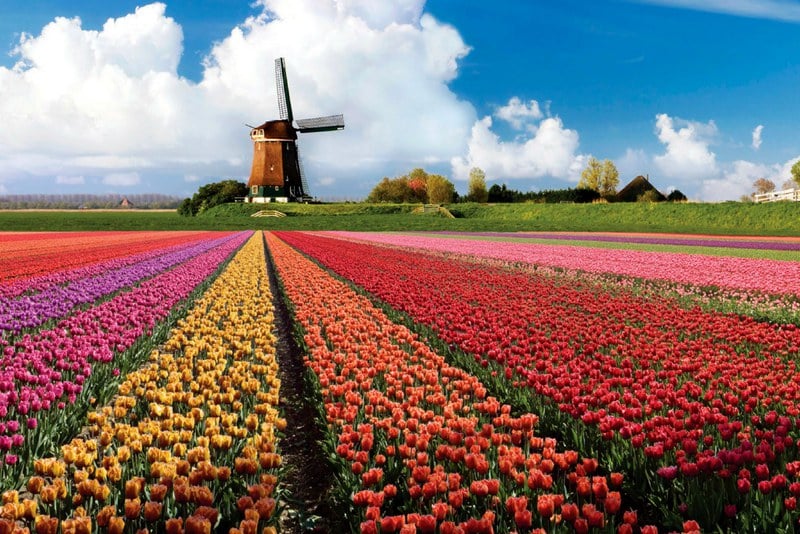مدينة لايدن الهولندية تجذب السياح بزهور “التوليب” الجميلة