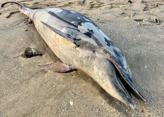 شاطئ الريفيين يلفظ دلفينا بعد يوم من نفوق كميات من الأسماك بالقصر الصغير