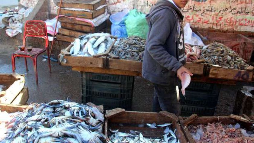 أسعار الأسماك في سوق المنيب بالجيزة.. استقرار ملحوظ