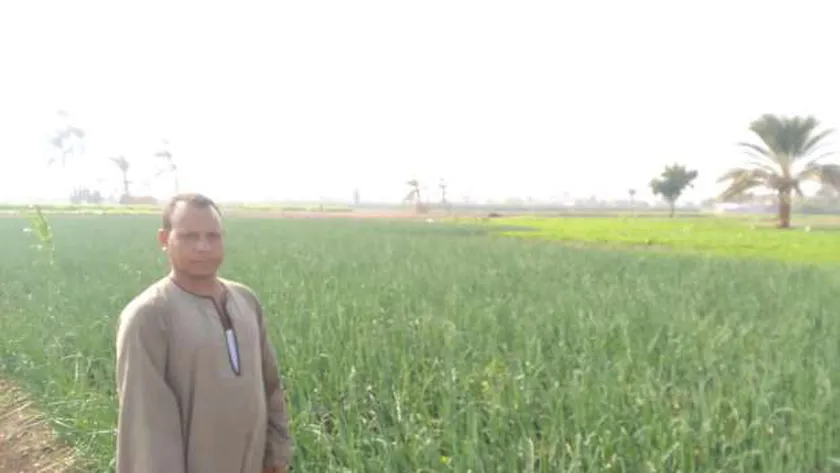 بشاير محصول البصل بأسيوط.. فوائد متعددة وجودة عالية تزين الأراضي