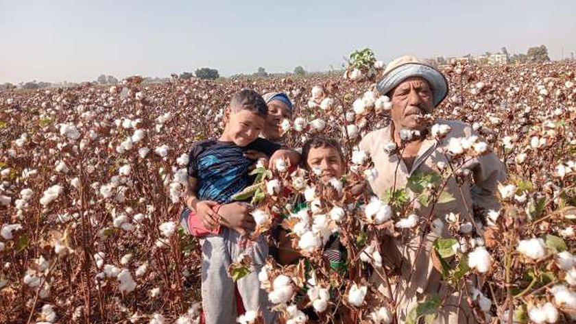 نقيب الفلاحين يكشف تأثير رفع سعر الضمان على أسعار القطن اليوم في المزاد والأسواق