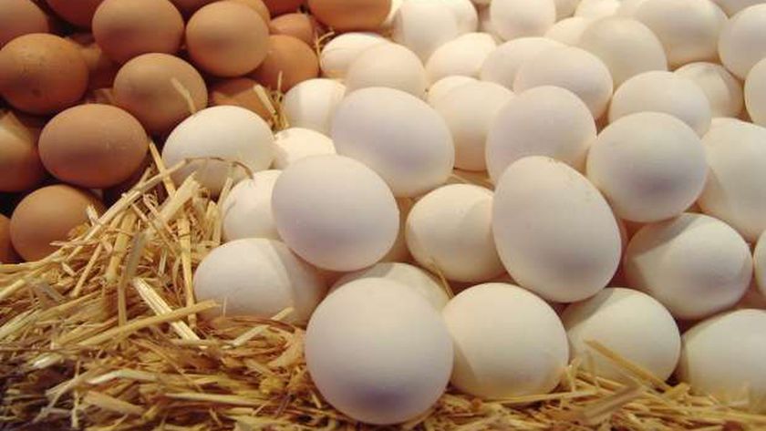 أسعار البيض اليوم الخميس 21-11-2024 في الأسواق