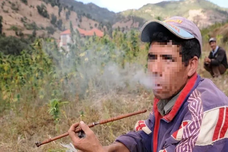 تقنين “الاستعمال الترفيهي للكيف” يقسم المزارعين بين التخوف والتأييد