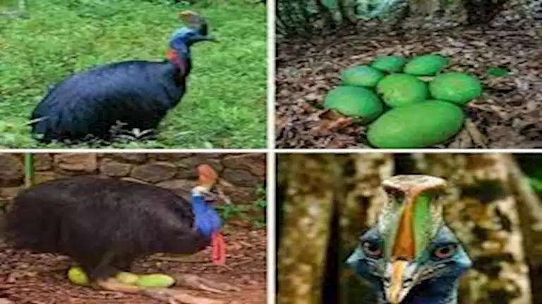 10 صور لأخطر طائر في العالم.. فتاك بدرجة لا تصدق