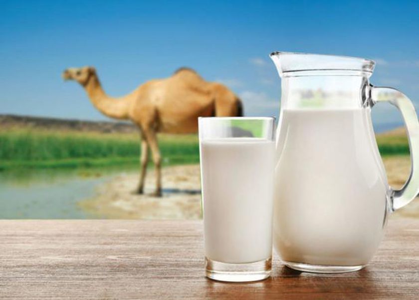 فوائد حليب الإبل للصحة.. بديل غذائي مثالي أم مٌسبب للكورونا؟
