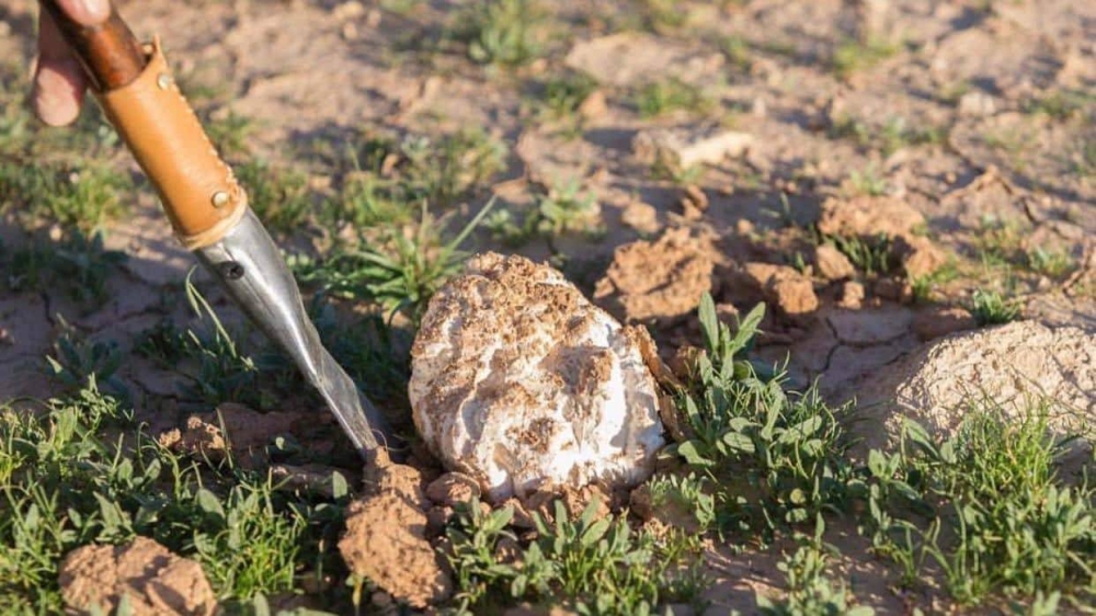 100 ألف ريال عقوبة إتلاف مسيجات المناطق المحمية