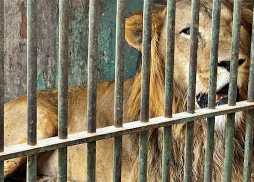 هرمون يفرزه الجسم.. هل يسهل مهمة الأسد في افتراس الإنسان؟