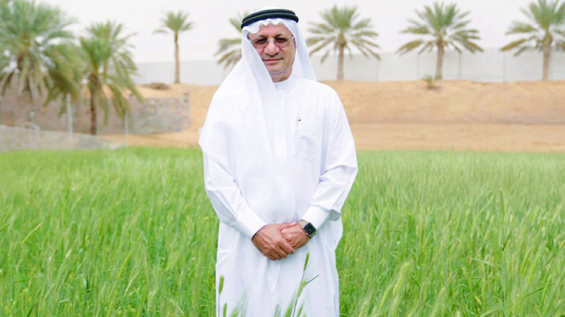 حصاد القمح يكفيني عاماً كاملاً