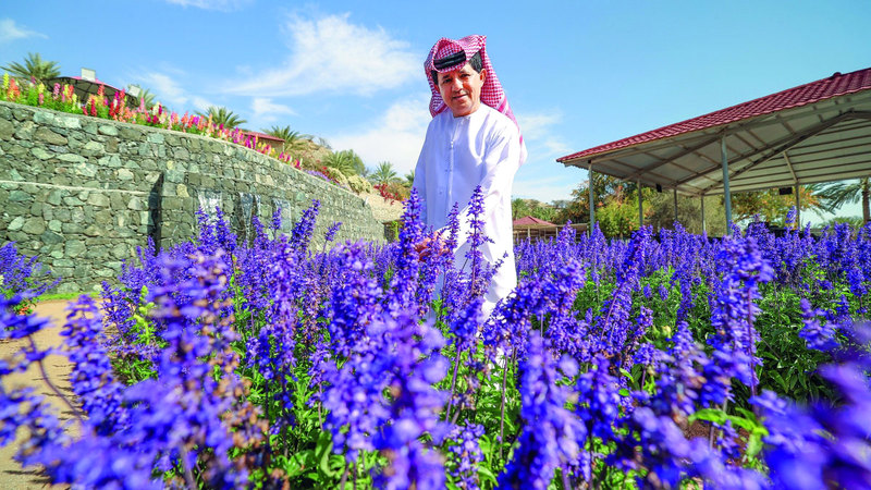 «إماراتي» يزرع «اللافندر» بعد 10 سنوات في عشق الورد