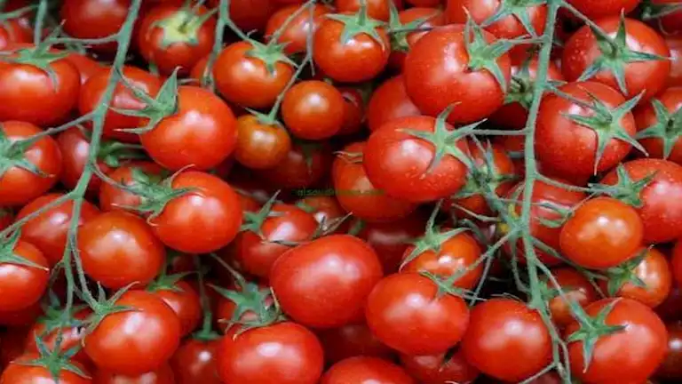 بؤرة للسرطان.. تحذير من تخزين الطماطم “المفعصة” في رمضان