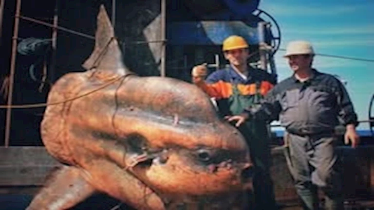 “زهقانة”.. سمكة يابانية تمتنع عن الطعام بسبب الوحدة