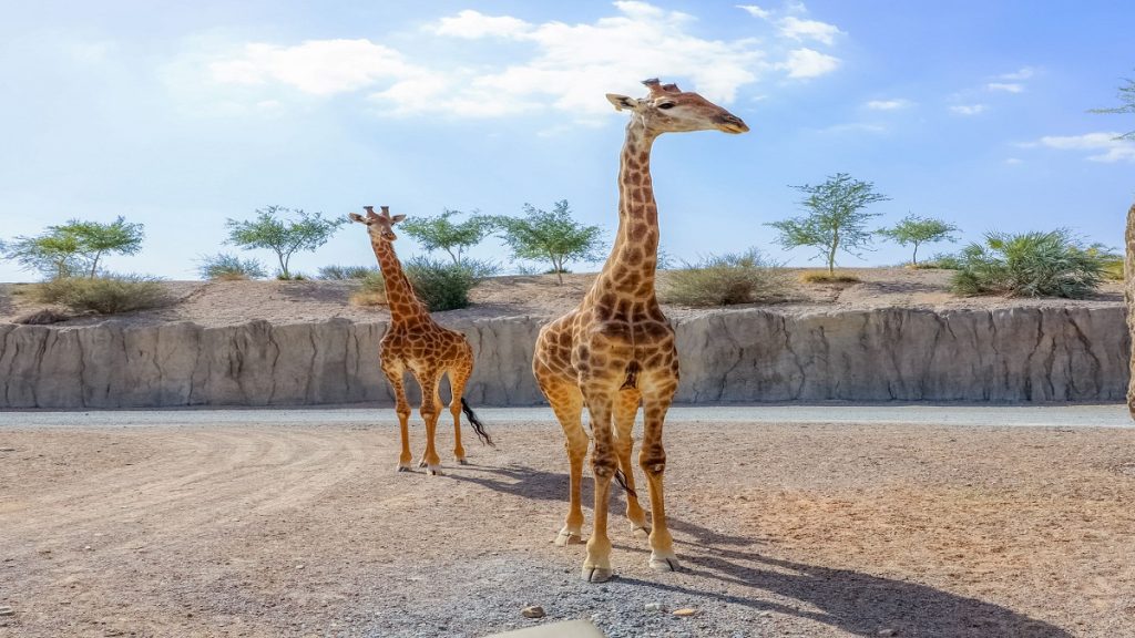 أين تذهب خلال العيد في الشارقة.. 6 وجهات تناسب جميع الأذواق