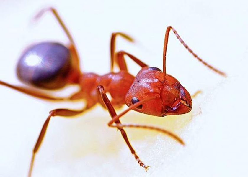 باحثون صينيون يكتشفون علاجا جديدا للأورام من سم نمل النار الأحمر.. طفرة علمية
