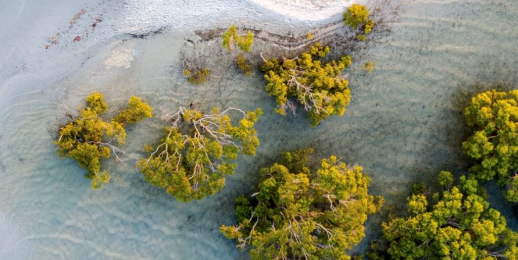 تحت رعاية رئيس الدولة.. الإمارات تستضيف المؤتمر العالمي للحفاظ على الطبيعة أكتوبر المقبل