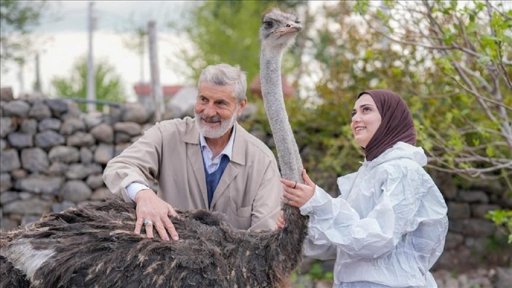 تحتاج إلى «زوج» يُخفف عنها وحدتها.. نعامة هاربة تنال شهرة واسعة في تركيا