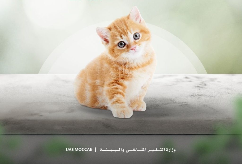 “التغير المناخي والبيئة” تحدد اشتراطات ورسوم استيراد حيوانات الرفقة