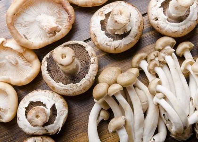 سحب نوع مشروم شهير من الأسواق الأمريكية بسبب بكتيريا قاتلة.. ماذا تفعل بالجسم؟