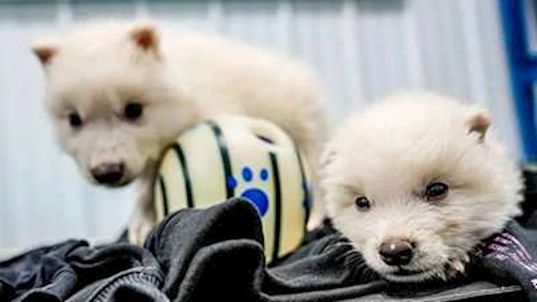 الذئب المنقرض يعود من جديد.. وهذا ما قاله الخبراء