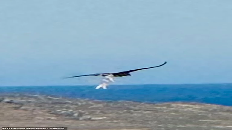 فيديو مرعب.. نسر يخطف خروفا حديث الولادة ويحلق في السماء