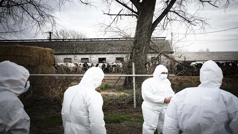 بعد تفشيه في أوروبا.. كل ما تريد معرفته عن مرض الحمى القلاعية (وهل ينتقل للإنسان؟)