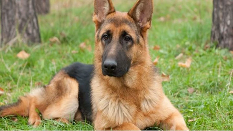 10 صور لأغنى حيوان في العالم.. لن تتخيل حجم ثروته