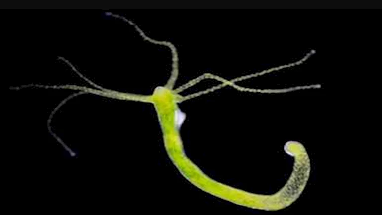 10 صور مذهلة لـ 5 حيوانات ليس لها عيون.. كيف ترى العالم؟