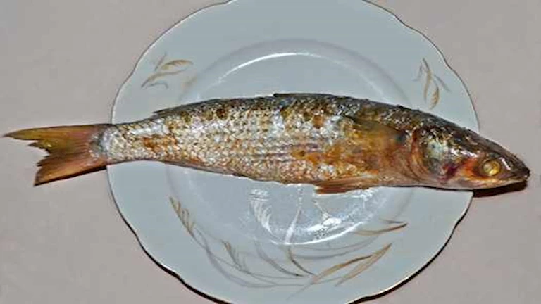 أغرب 7 أطعمة تناولها البشر عبر التاريخ.. أبرزها الفسيخ