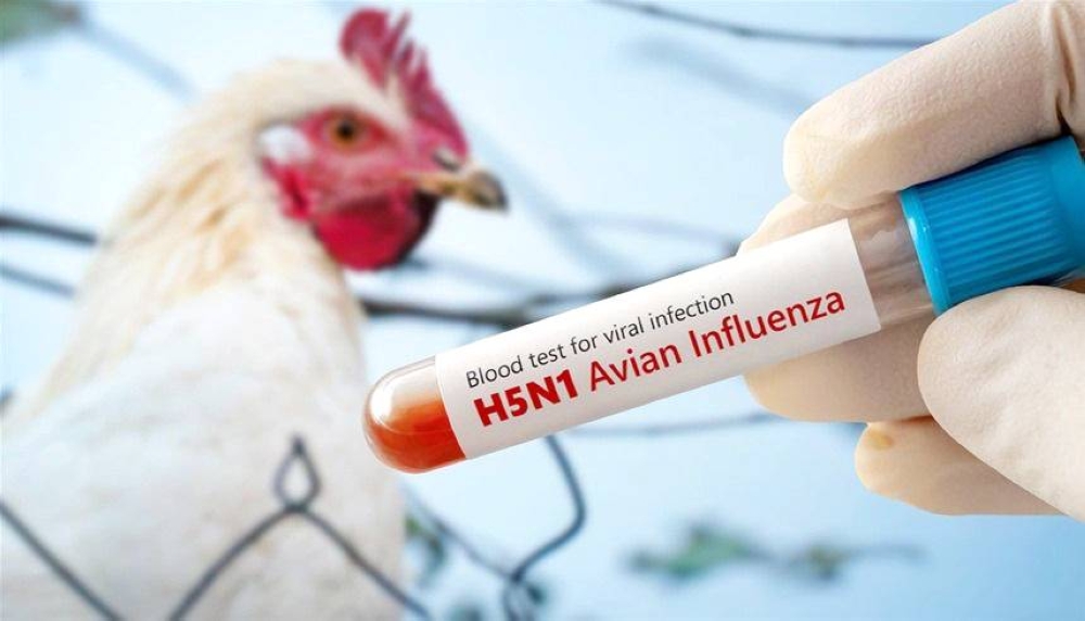 هل تتحول إنفلونزا الطيور إلى جائحة تهدد البشر ؟