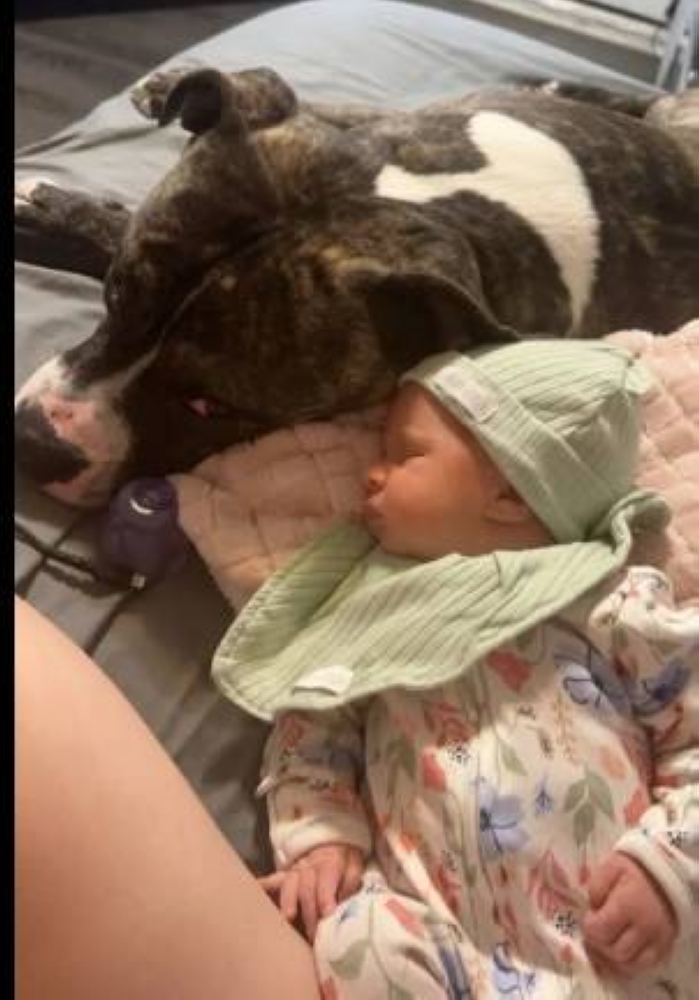 كلب «بيتبول» يلتهم رضيعة في «أوهايو»