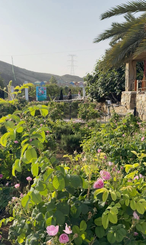 مزارعون لـ«عكاظ»: الأمطار تتسبب في تراجع إنتاج الورد الطائفي