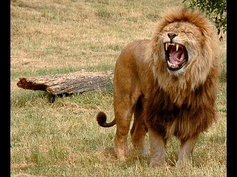 أسود تفترس حارسا في حديقة حيوانات بالجزائر