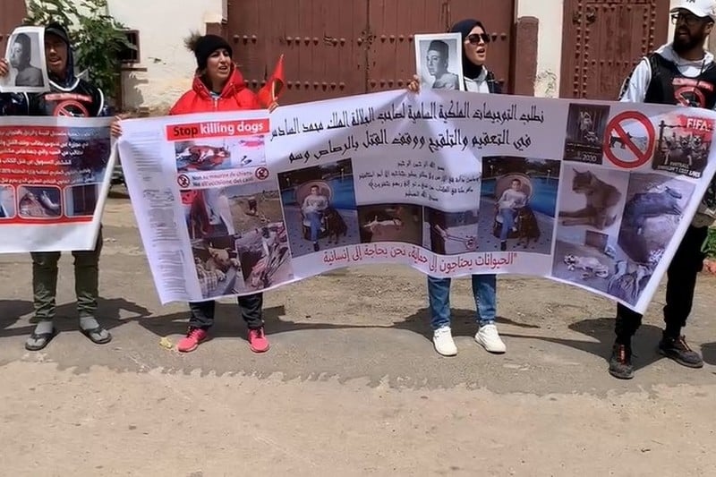حملة رقمية تدعو إلى وقف قتل الكلاب الضالة واعتماد “حلول إنسانية”