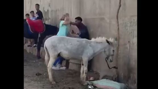 تحرك عاجل من «الداخلية» بعد انتشار فيديو ضرب «حمار» قرب الأهرامات وتدخل سائحة أجنبية