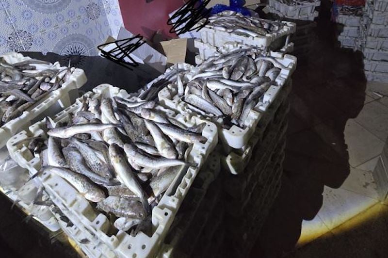 حجز أسماك مجمدة مغشوشة بأكادير