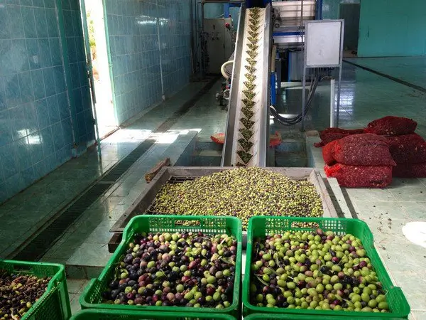 المغرب يعزز حصته في سوق زيت الزيتون الأمريكي مستفيدا من رسوم ترامب