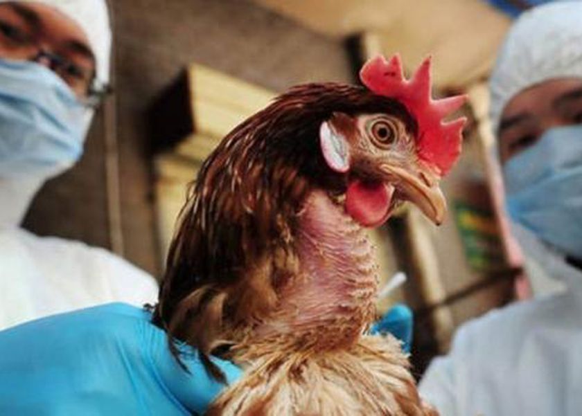 انتشار إنفلونزا الطيور بين الأبقار في أمريكا يثير رعبا عالميا.. هل تقترب الجائحة؟