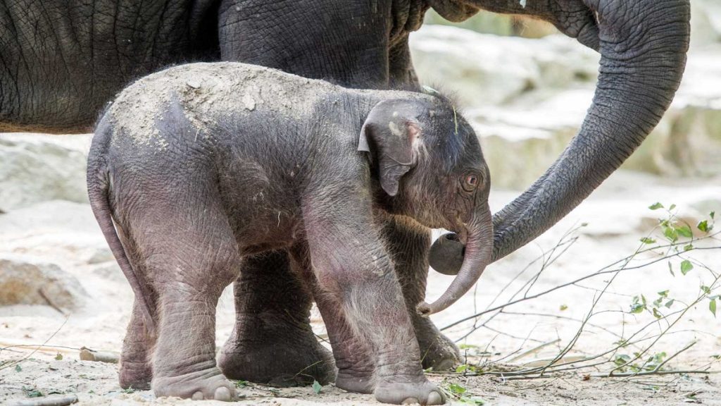بعد مقتل صغيرها أمامها.. أنثى فيل تصاب بحالة هياج وتتلف مقدمة الشاحنة التي صدمته