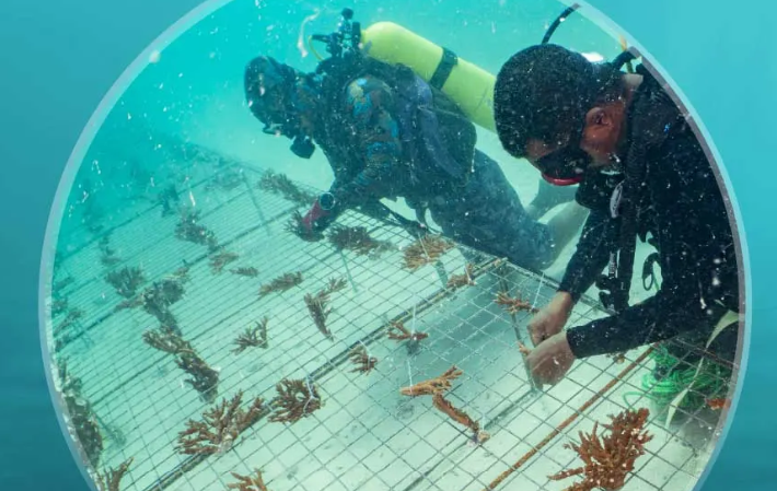 استزراع أكثر من 4 ملايين قطعة مرجانية في مياه أبوظبي