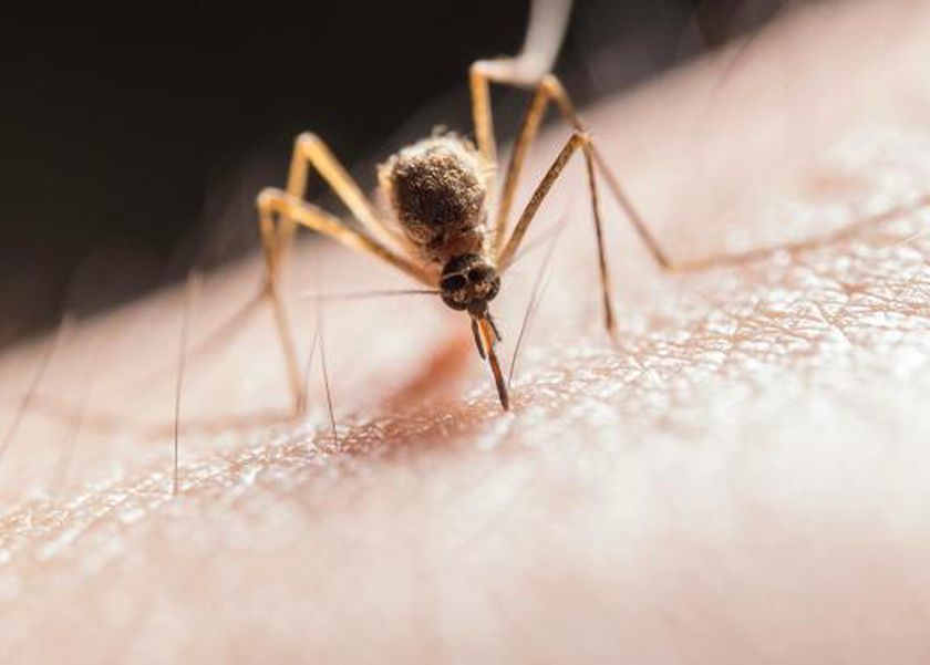 عاجل .. تحذير من فيروس ينقله البعوض في بريطانيا.. 11 علامة للإصابة به