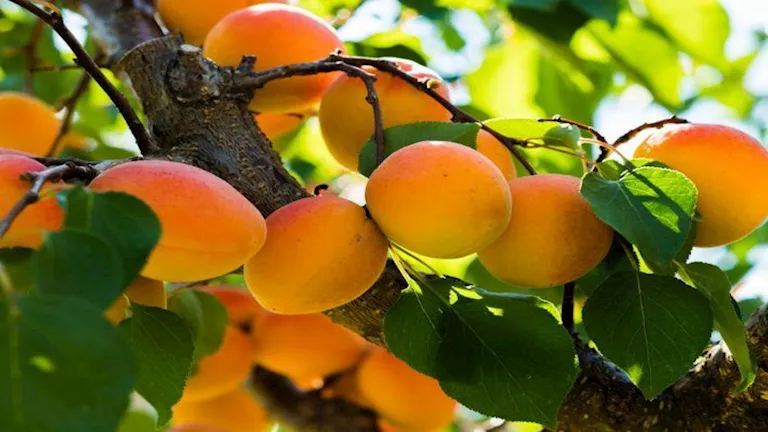 في موسمه.. 5 فوائد مذهلة لفاكهة المشمش على صحتك