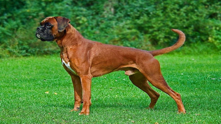 “مساج وسبا”.. قصة أول صالة ألعاب رياضية لـ الكلاب (صور)