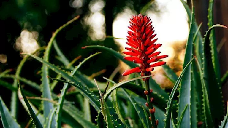 تقلل الكوليسترول وتحارب الأمراض.. فوائد مدهشة لـ”عشبة الخلود”