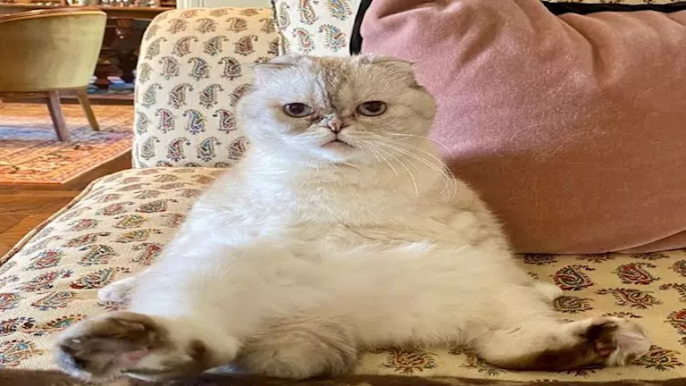 “نجمة شباك”.. قطة تجمع 77 مليون جنيه إسترليني وتتفوق على مشاهير