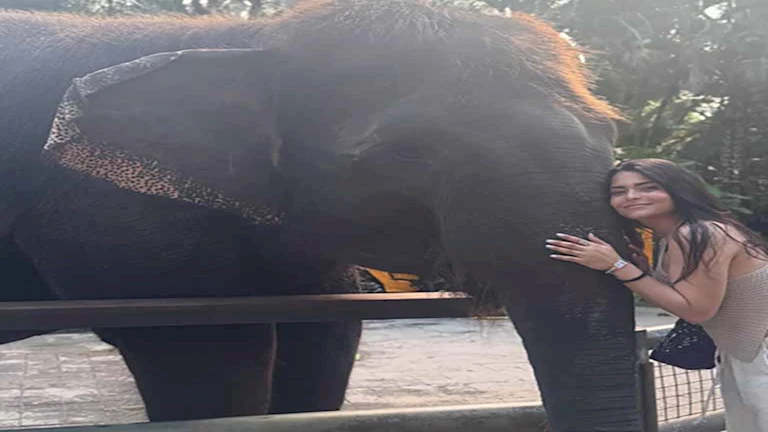 مع “فيل”.. أسماء جلال تنشر صورا من رحلة ترفيهية وعمرو وهبة يعلق