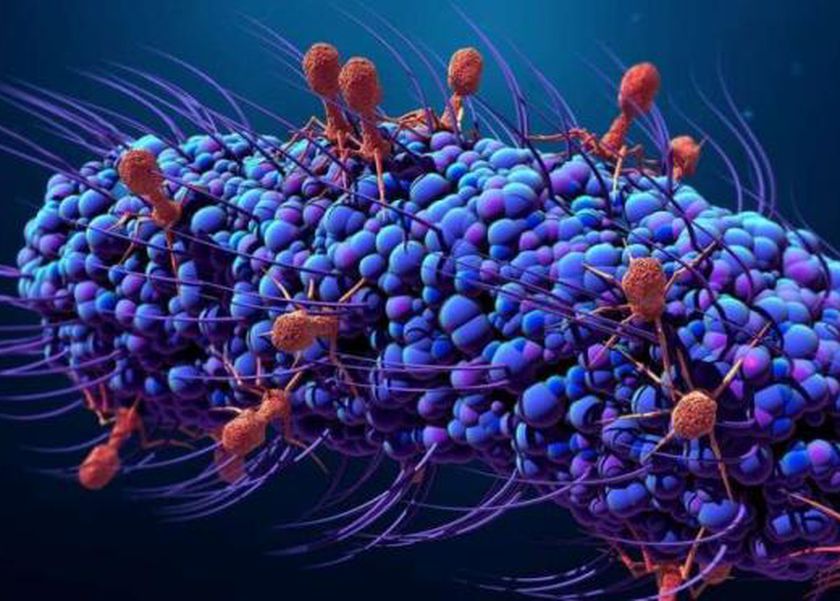 دراسة بريطانية تحذر من فطريات قاتلة تنتشر سريعا.. تأكل لحمك من الداخل