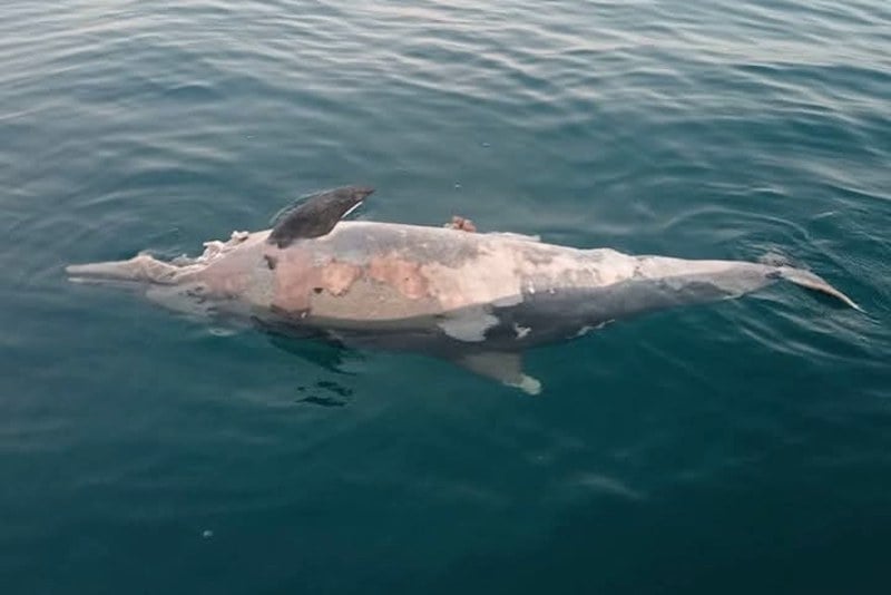 تلوث البحر يهدد الدلافين في أكادير