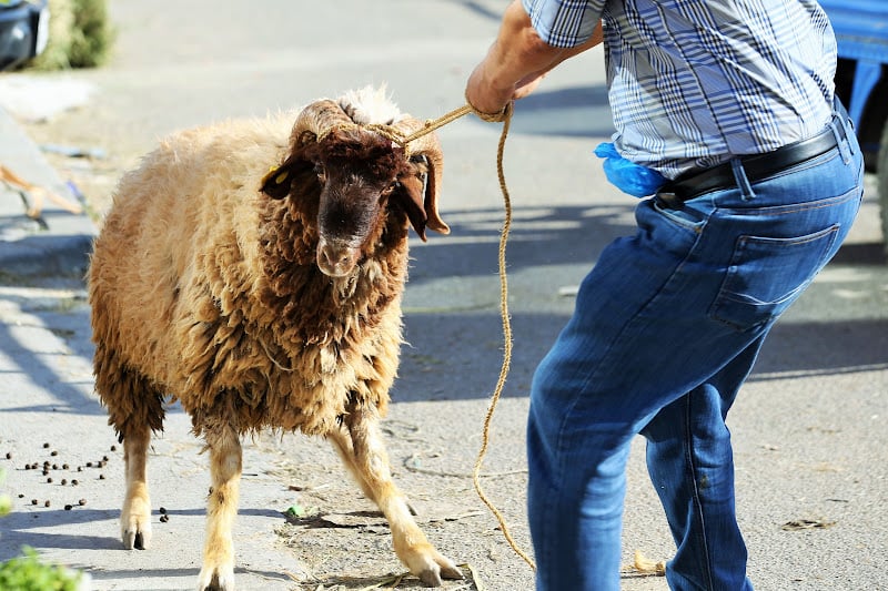 والي طنجة يمنع بيع رؤوس الماشية