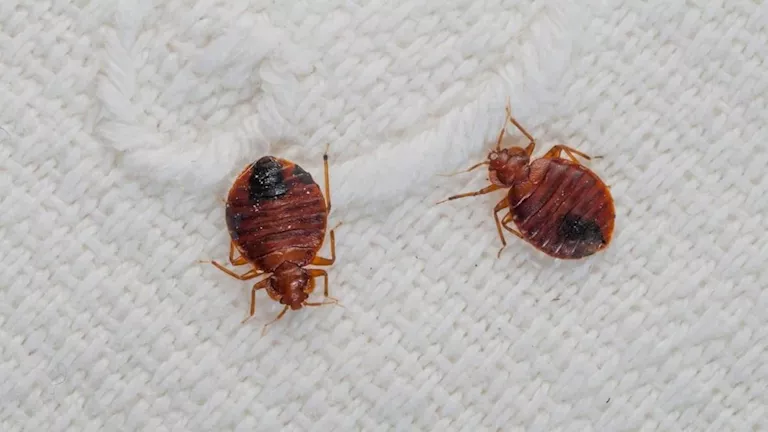 معركة قضائية.. “بق الفراش” يشعل أزمة في فنادق لاس فيجاس