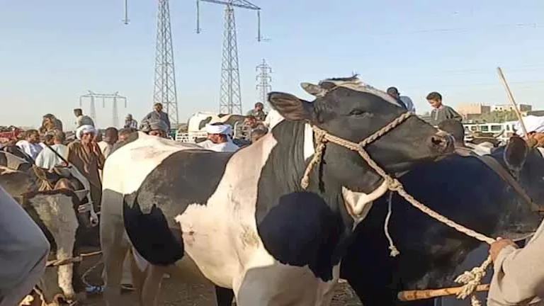 حكم الجمع بين الأضحية والعقيقة في ذبيحة واحدة؟.. عالم أزهري يوضح